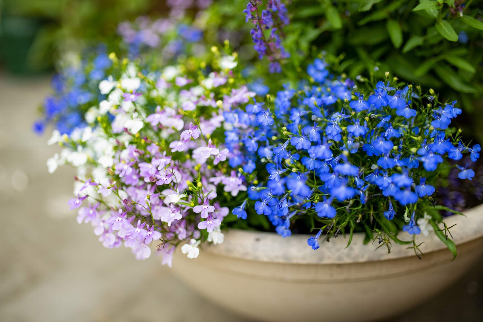 200 CAMBRIDGE BLUE LOBELIA REGATTA Erinus Flower Seeds *Comb S/H