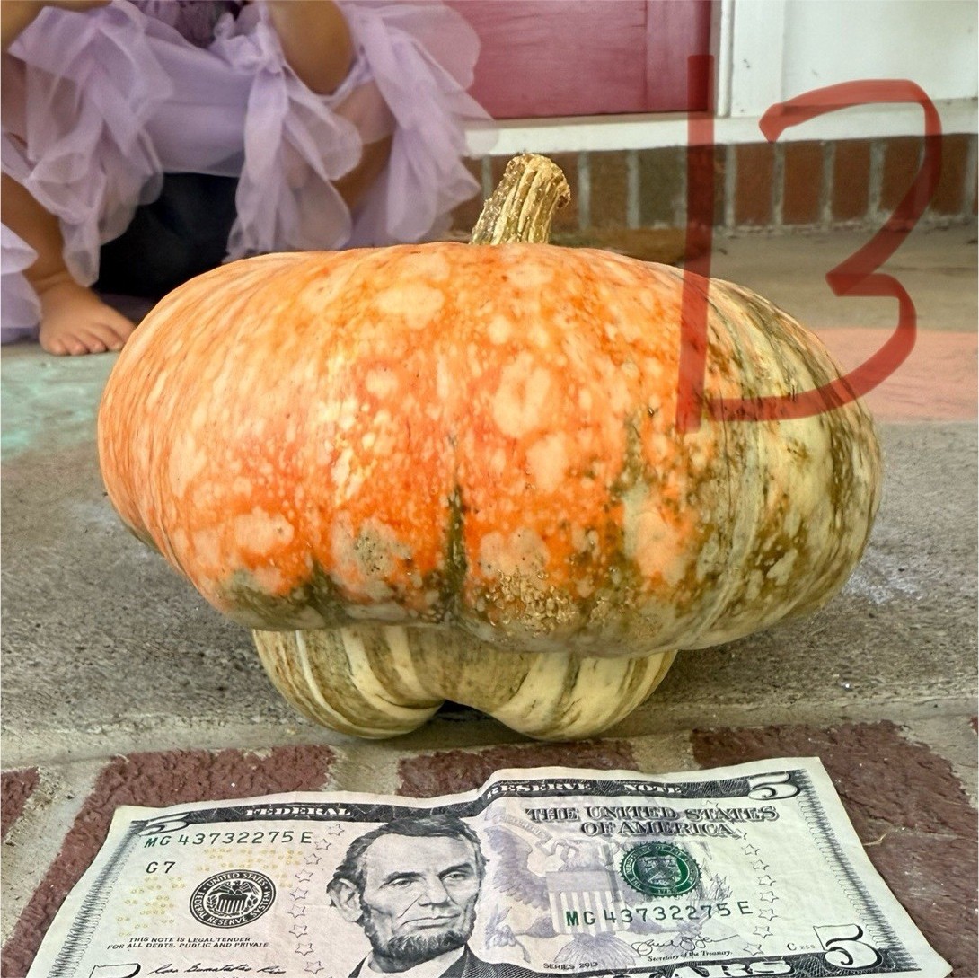 Seeds #13: orange/green/cream acorn/turk’s turban gourd. 10 ct