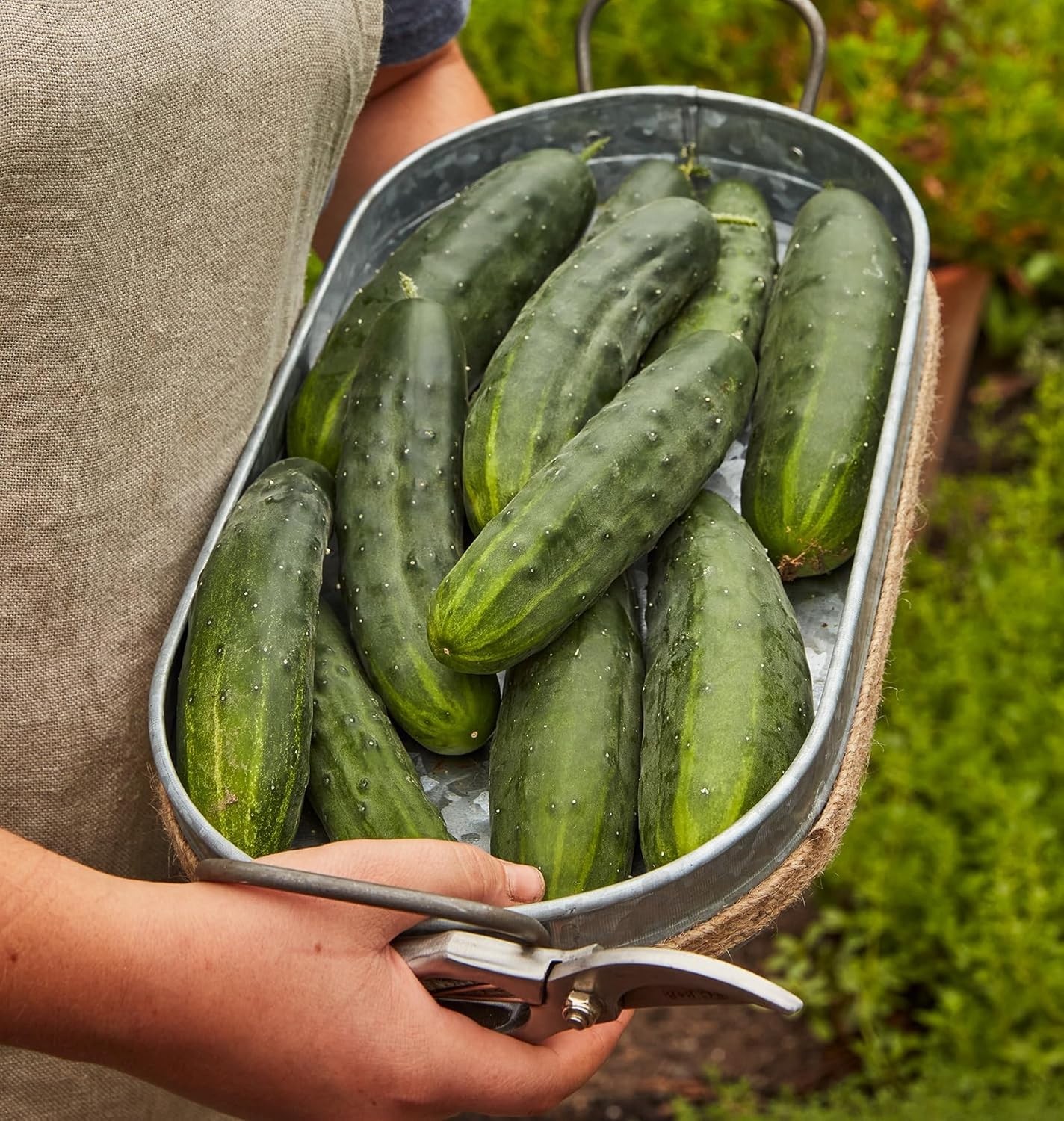 Non-GMO Marketmore 76 Slicing Cucumber Seeds – 125 Count for Home Garden