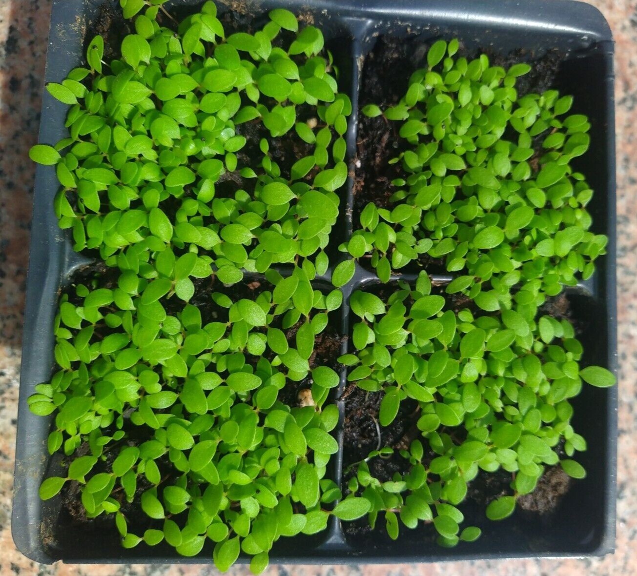 250+ Organic  Waterleaf (Talinum fruticosum) Spinach seeds for planting