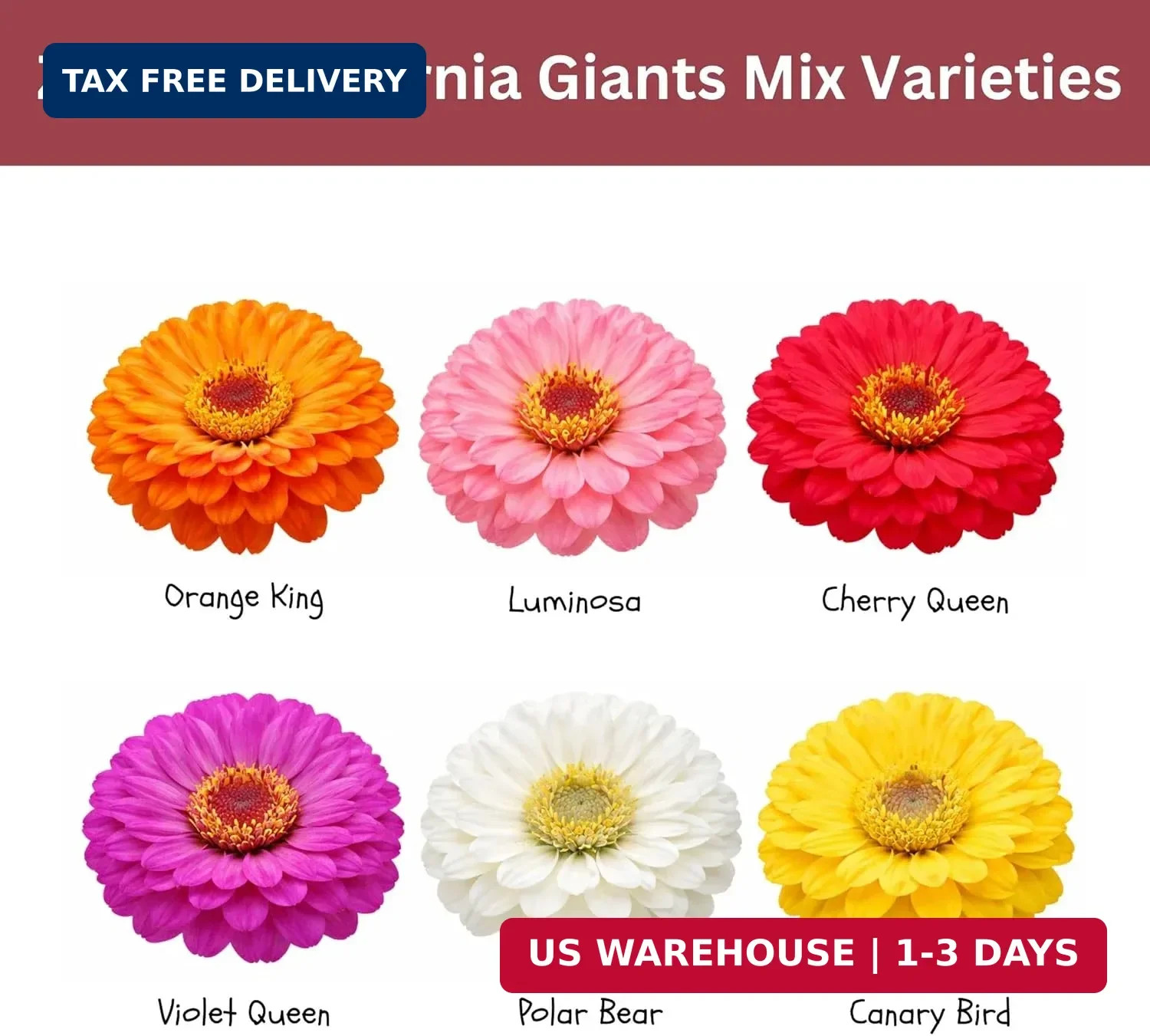 California Giants Zinnia Mix – 4,000+ Seeds – 1 oz Bulk Extra Large Resealable P