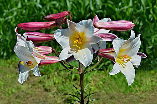 Lilium regale | Regal, Royal or King’s Lily | 10 Seeds