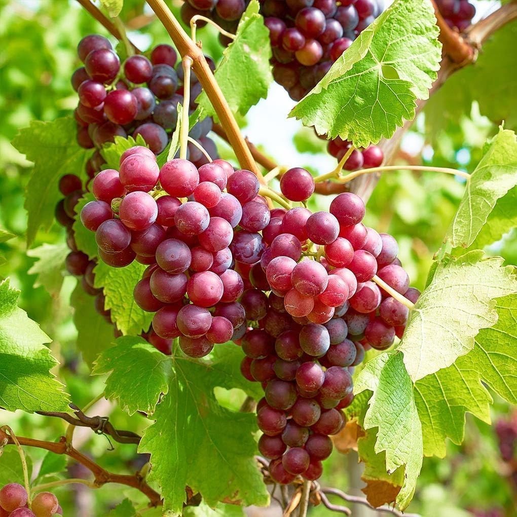 Grow 50+ Non-GMO Grape Seeds – Thrive in Sandy Soil with Full Sun Exposure