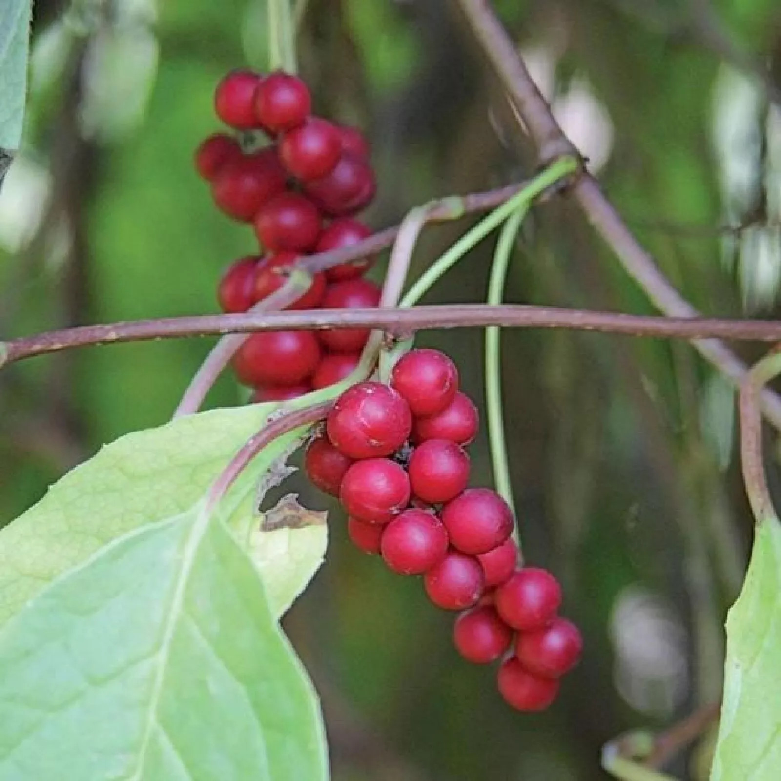 Magnolia vine {Schisandra sphenanthera} Organic 10 SEEDS USA POST