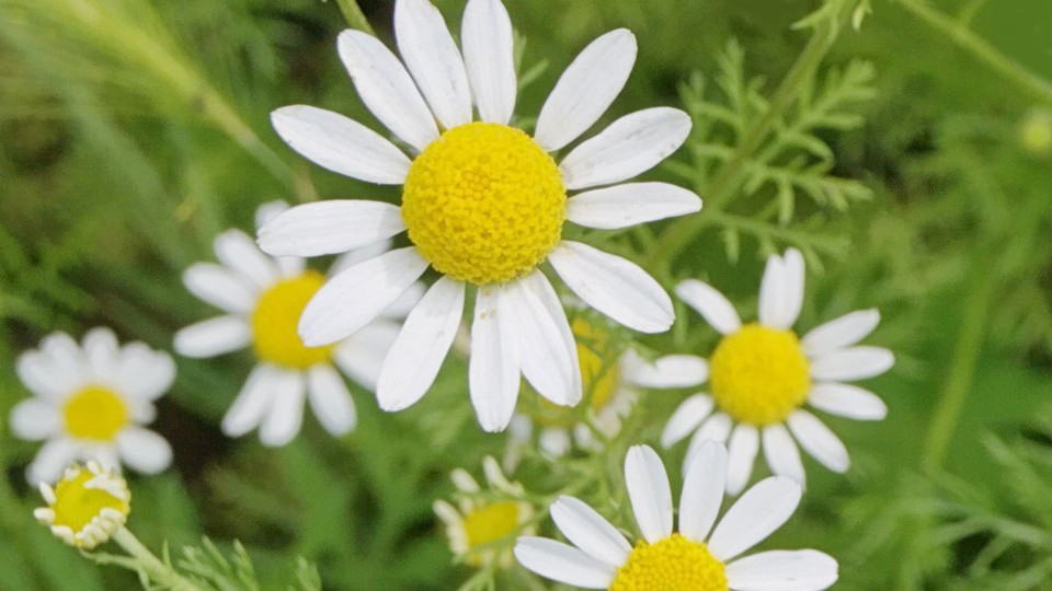 Roman Chamomile Seeds, Ground Cover Teas & Medicine, NON-GMO, Free Shipping