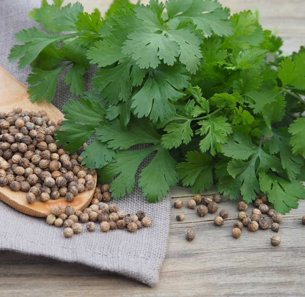 Cilantro ‘Leisure’ Slow-Bolt Seeds – Heirloom Non-GMO Coriander 100 Seeds