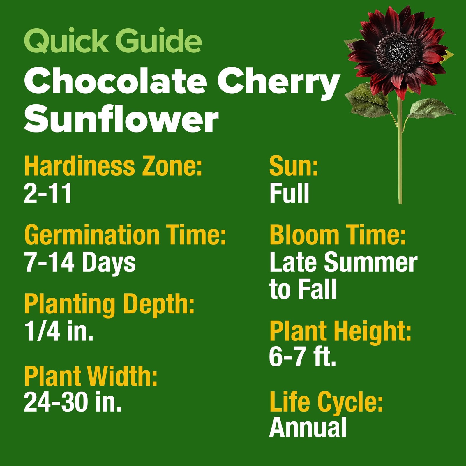 Chocolate Cherry Sunflower Seeds 75 Heirloom Seeds for Planting Burgundy Sunf…