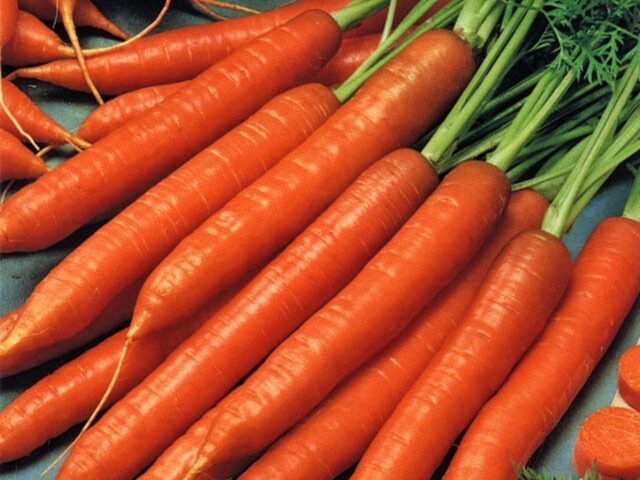 Scarlet Nantes Carrot 100 – 20,000 Seeds Heirloom Fresh Sweet Crispy Non-GMO