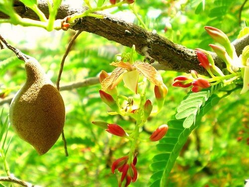 Tamarindus Indica 100 Seeds, Ornamental Tamarind Medicinal Edible Fruit Tree