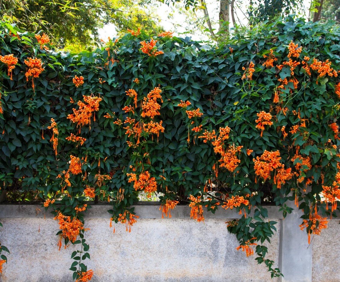 Orange Trumpet Vine Seeds (Campsis radicans) Showy Crepper Flower 20 Seeds