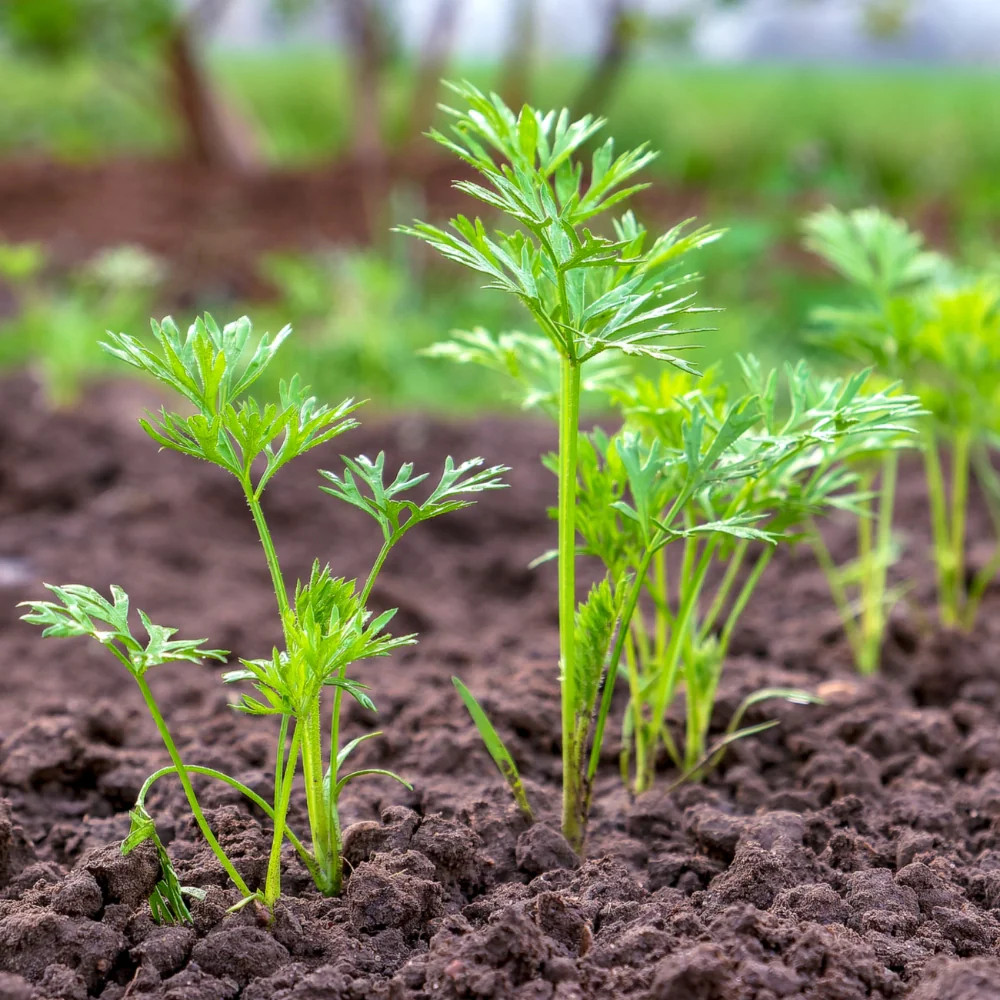Tendersweet Carrot Seeds For Planting (Daucus carota)