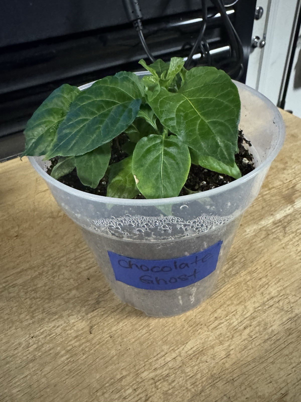 All Varieties!! 5 Pepper Plants!! 1 Type Per Container!! Ready To Ship!!