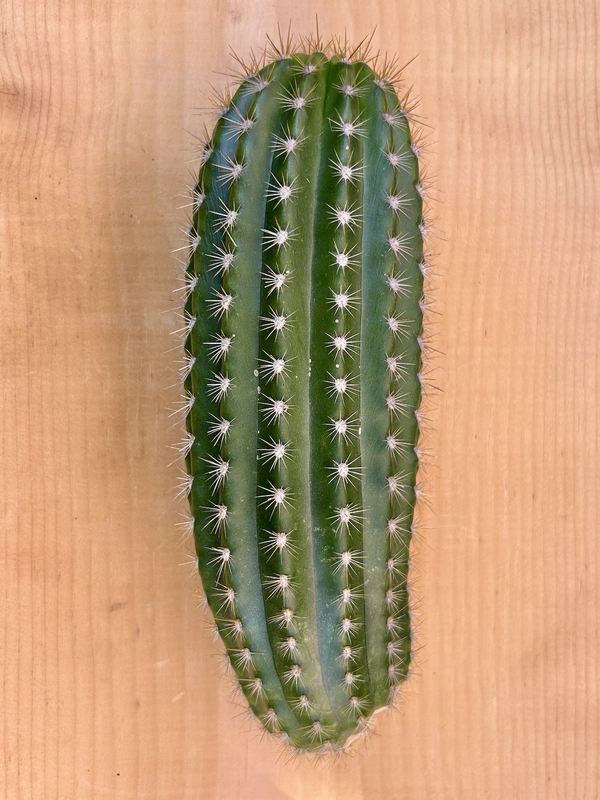 9 Inch Echinopsis Hybrid ‘Flying Saucer’ Cutting Fully Cured Ready To Plant #2