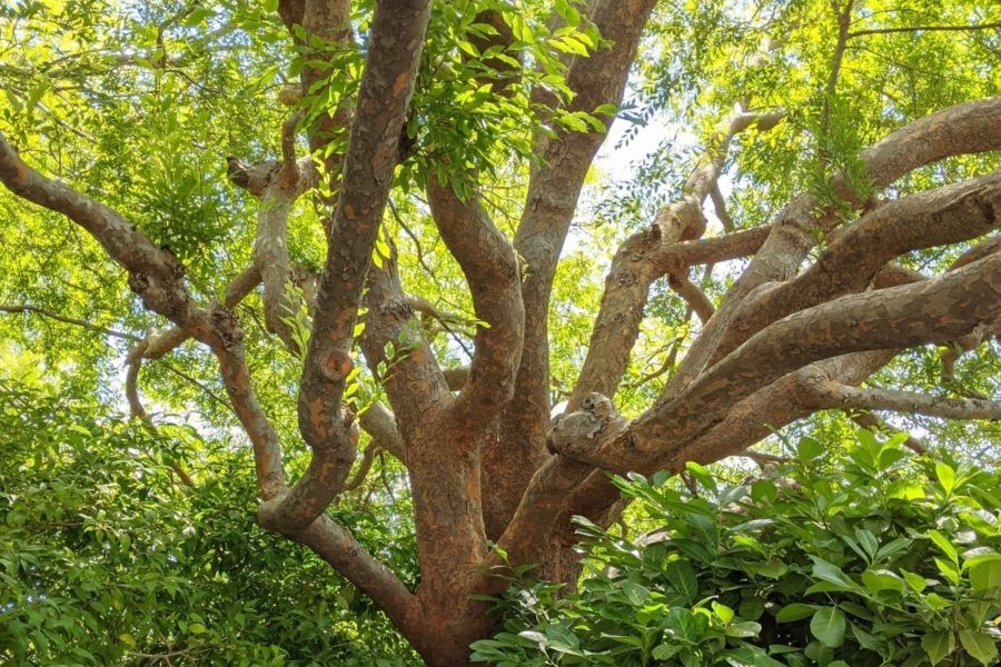 50 Chinese Elm Tree Seeds Ulmus Parvifolia Lacebark Bonsai Fast Growing
