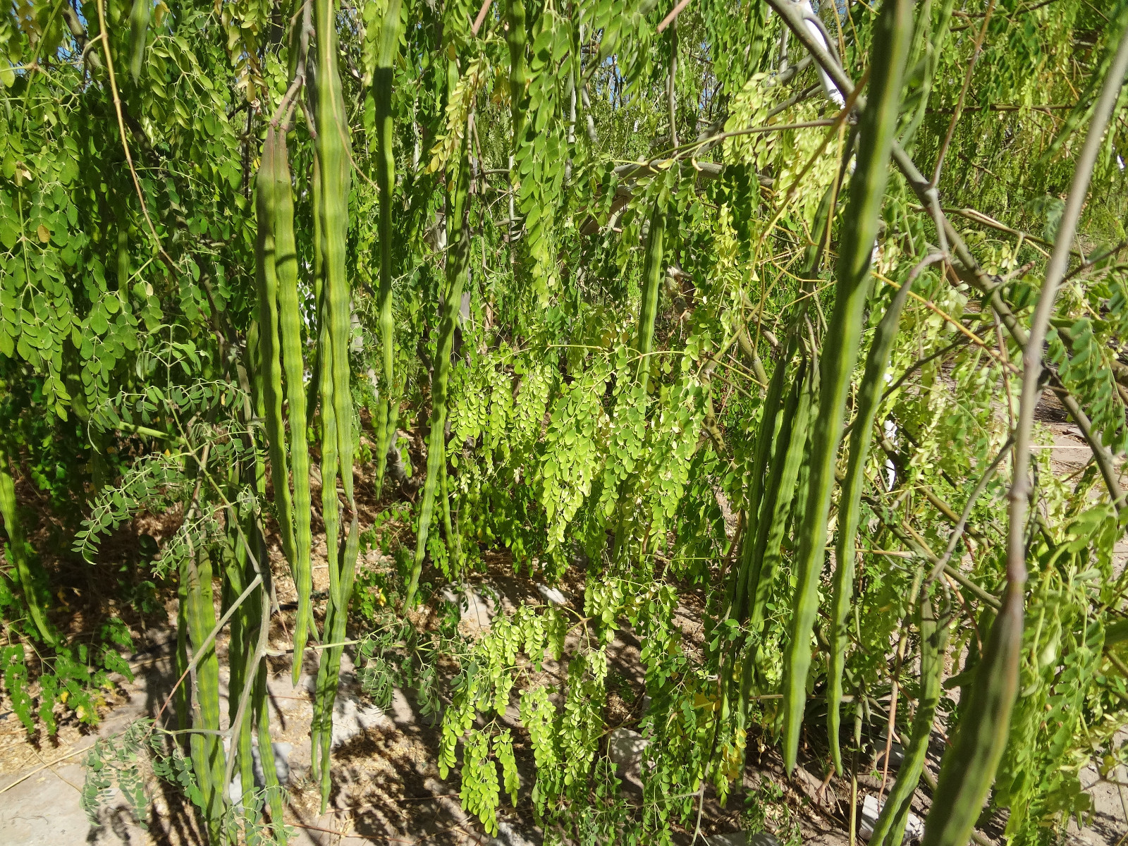 MORINGA Oleifera STX-2 EXTREMELY PRODUCTIVE Best Variety Organically Grown SEEDS