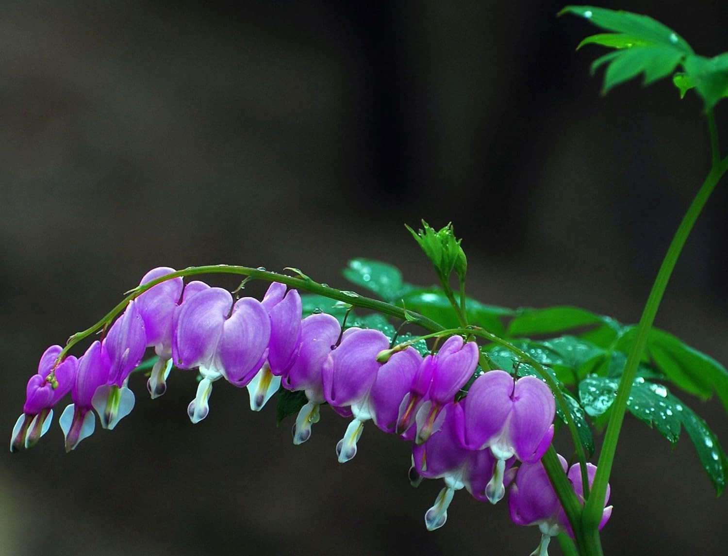 20 pcs Rare Mix Color Red Pink Purple White Bleeding Heart Seeds Shade Flower Ga