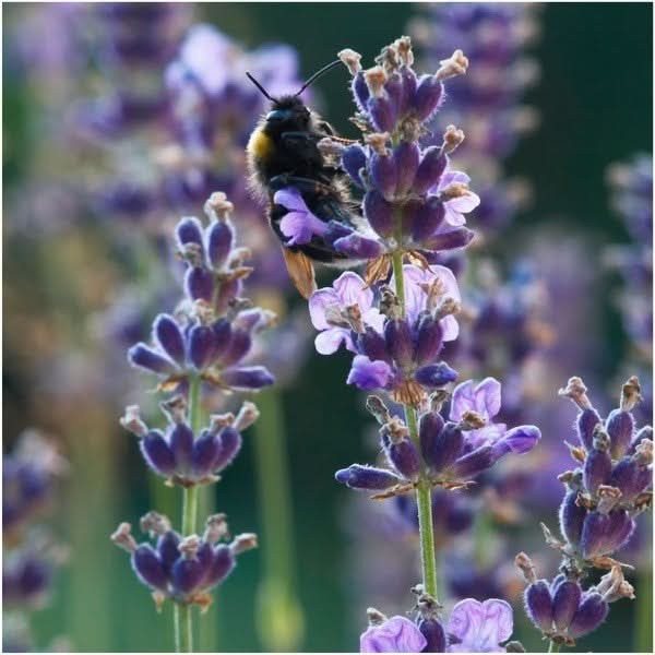 Vera Lavender Seeds For Planting “True English” (Lavandula angustifolia)