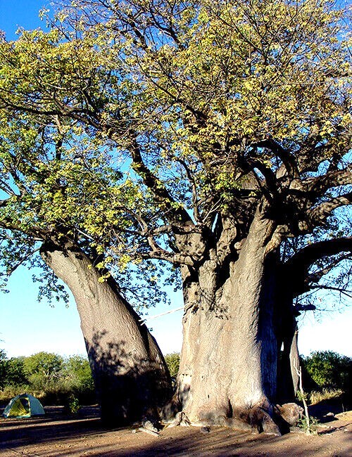 5 Baobab Seeds Adansonia digitata “Tree of Life” Rare Monkey Bread Bonsai Plant