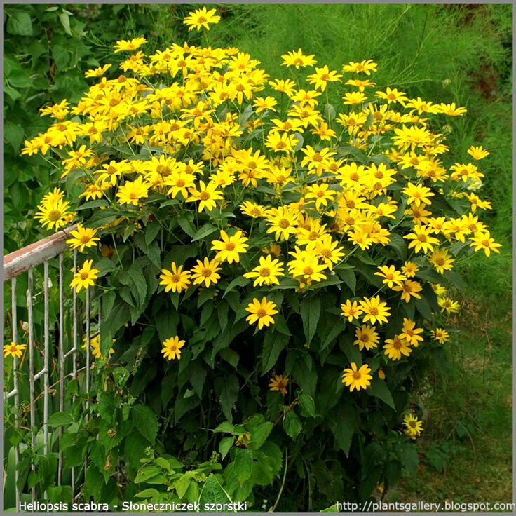 1000+ Annuals & Perennials WildFlower Mix Heirloom Pollinator Non-GMO Fresh Seed