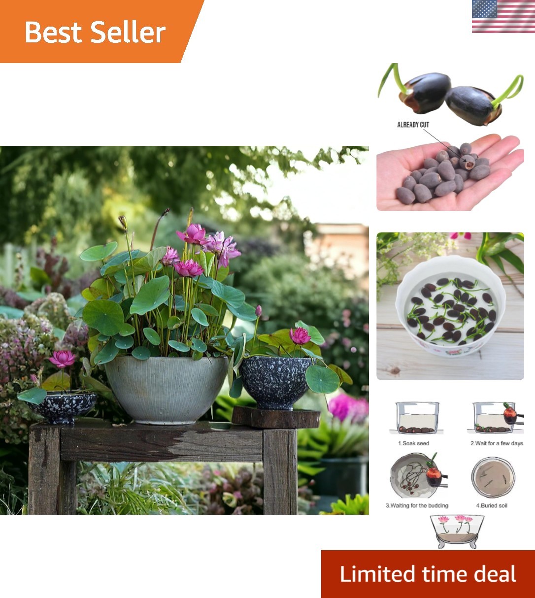 Bonsai Lotus Seeds – 20pcs in Pink, Red & Green for Indoor and Outdoor Ponds