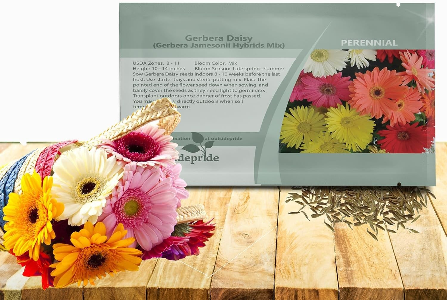 100 Heirloom Hybrid Gerbera Seeds – Beautiful Blooms for Spring to Fall Beauty