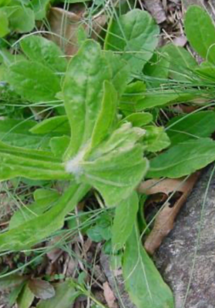 12 Philadelphia (delicate Pink) Fleabane Bare Root NATIVE/ORGANIC Host