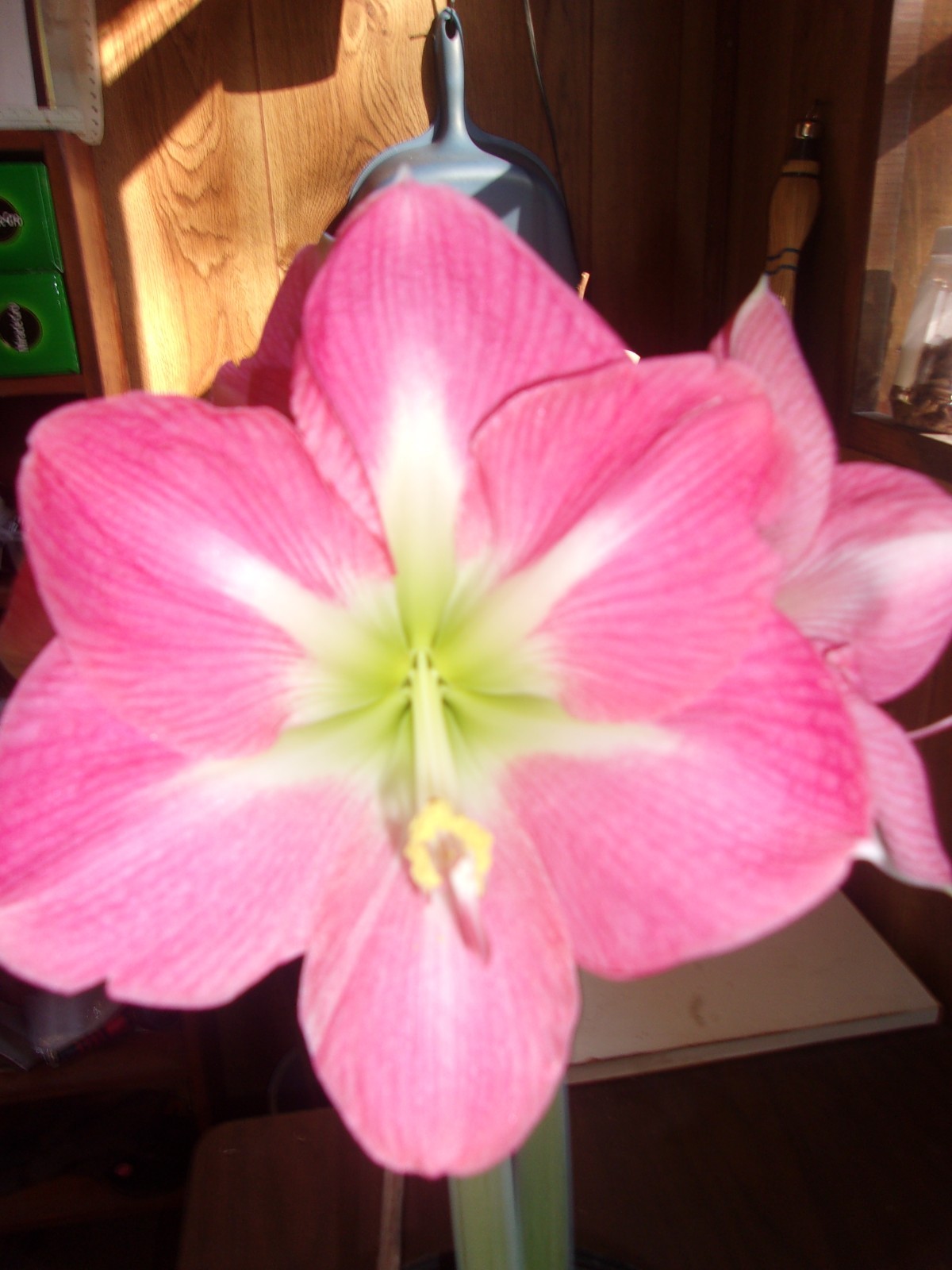 15 Amaryllis seed, Cape Horn, dried, refrigerated, Hippeastrum Free Shipping