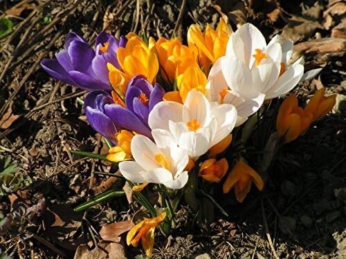 Mixed Crocus Bulbs Large Flowering Mix of Whites Purples Blues and Yellows 50
