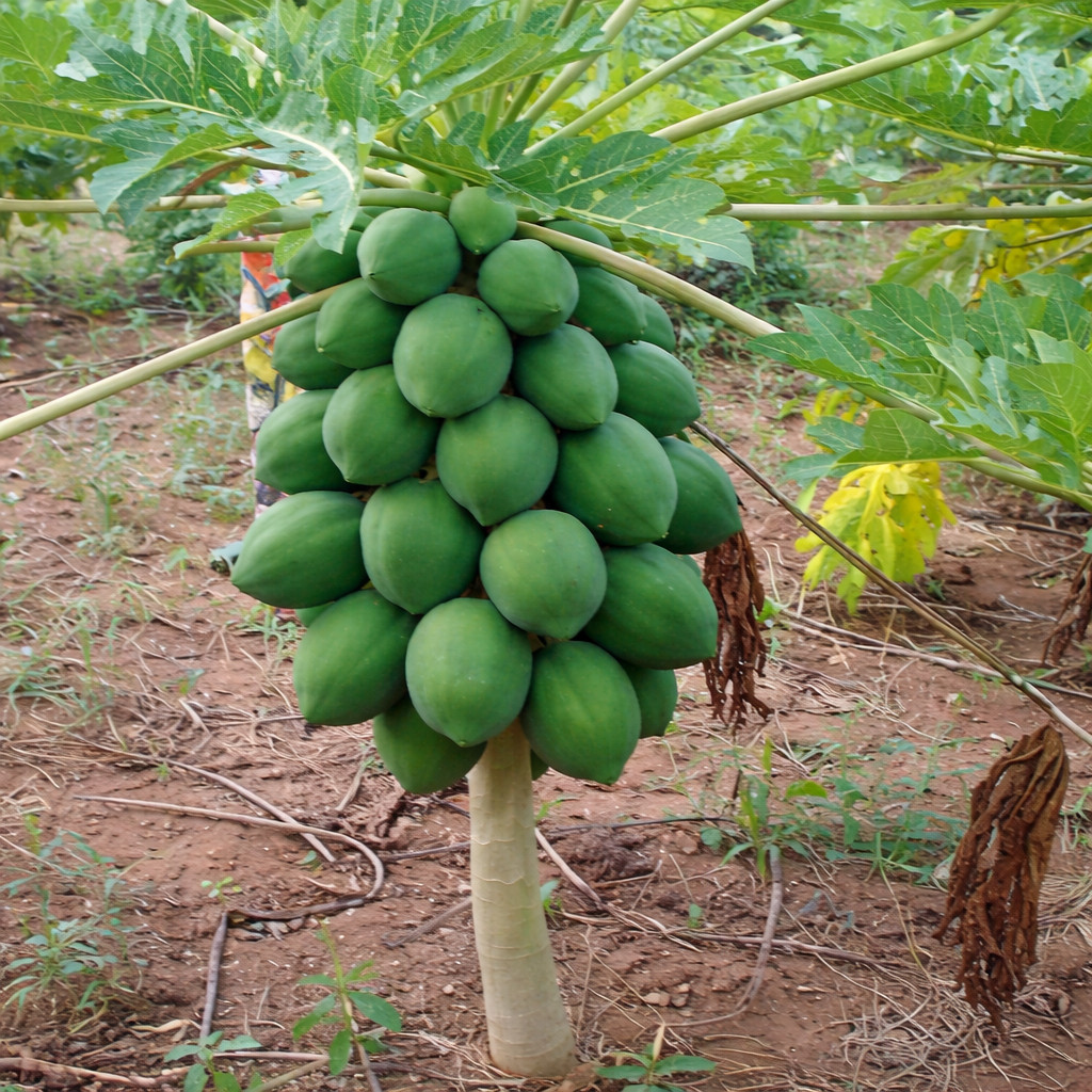 40 Dwarf Solo Waimanalo Papaya Seeds Carica Papaya Fast Growing