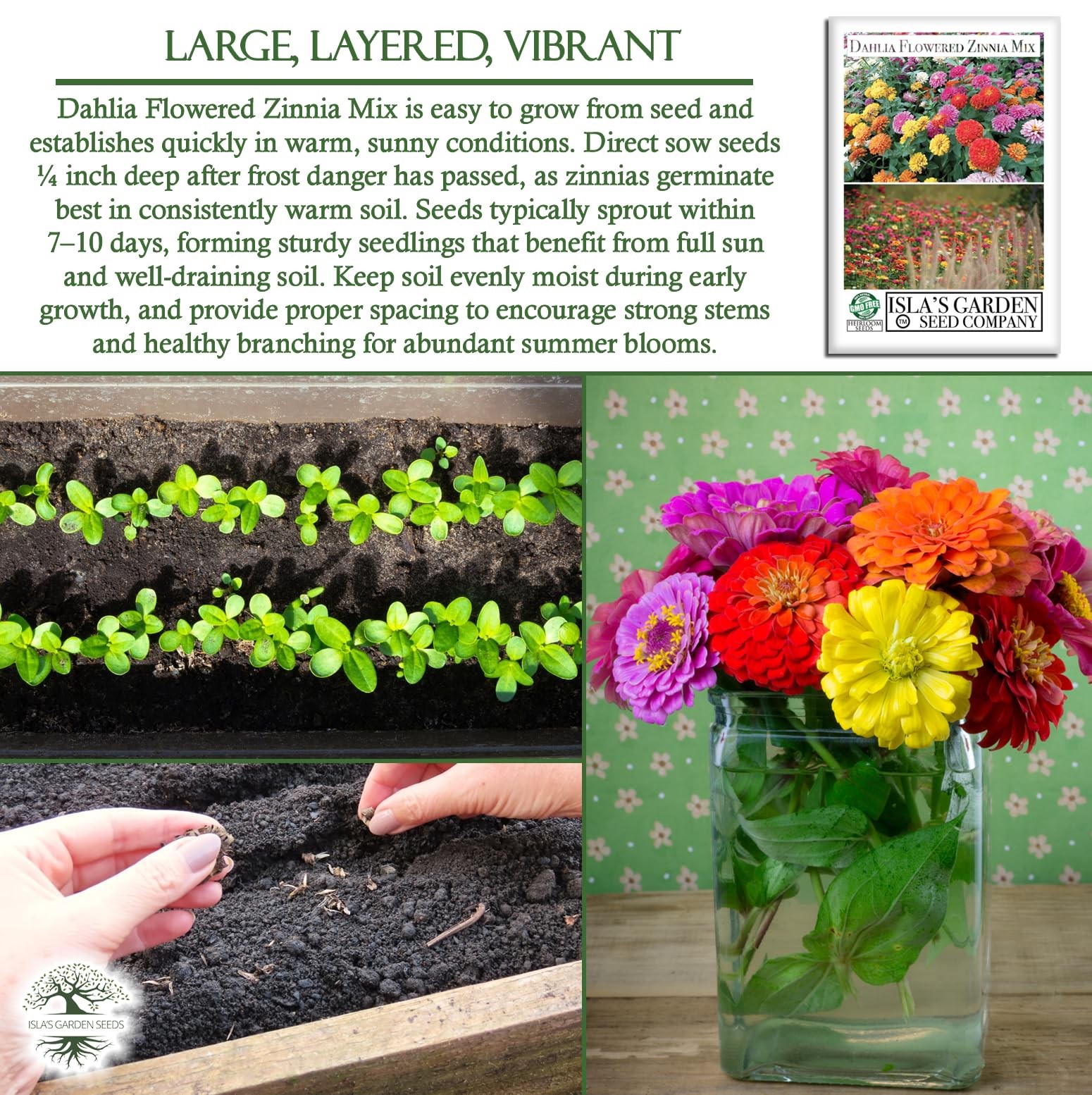 Dahlia Flowered Zinnia Mix Seeds (Zinnia Red, Pink, Yellow, White, Orange