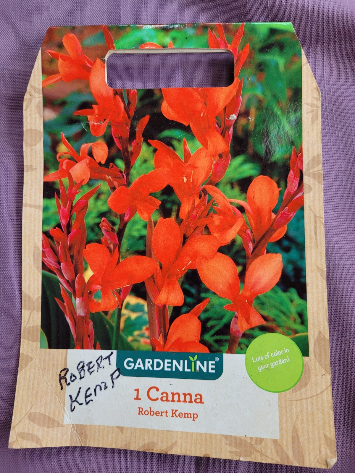 25 Canna Lily Seeds -Robert Kemp -Red Flwr -Green Leaf -6-10 ft tall Free Ship