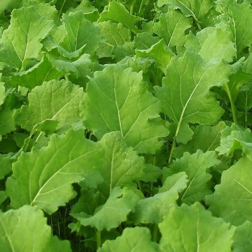 Turnip Seeds, Seven Top Turnip Seeds, “COOL BEANS N SPROUTS” Brand. Heirloom.