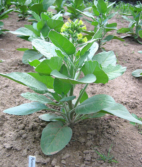 1000 Punche rustica Tobacco Seeds – Nic. Rustica Tobacco – Sacred Tobacco