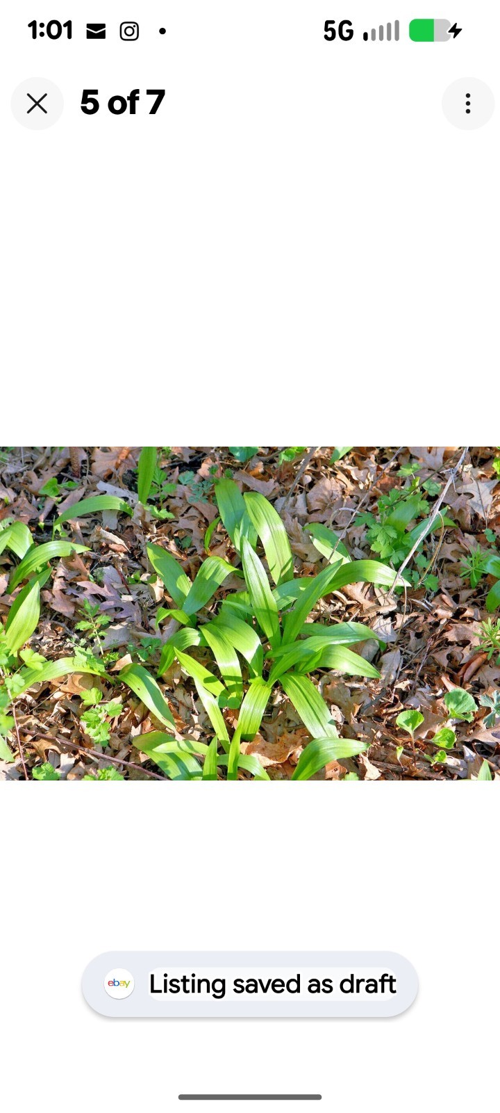 200++ Ramp Seeds aka Wild Leek and Allium Tricoccum. 2025 Wild Harvested.
