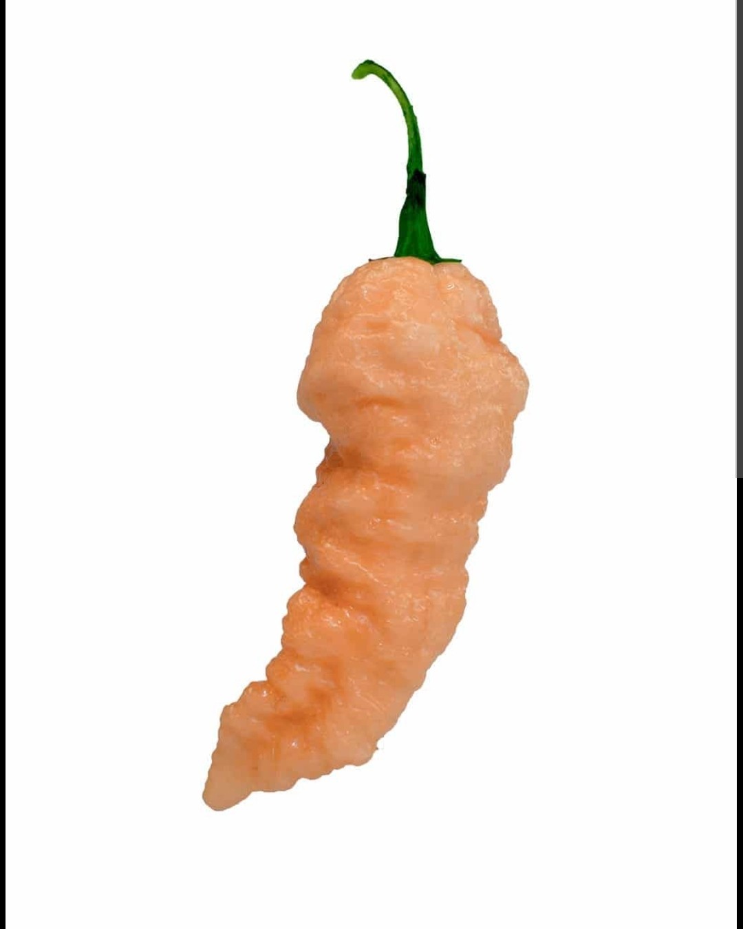 Peach Ghost Pepper Seeds Super Hot Pepper