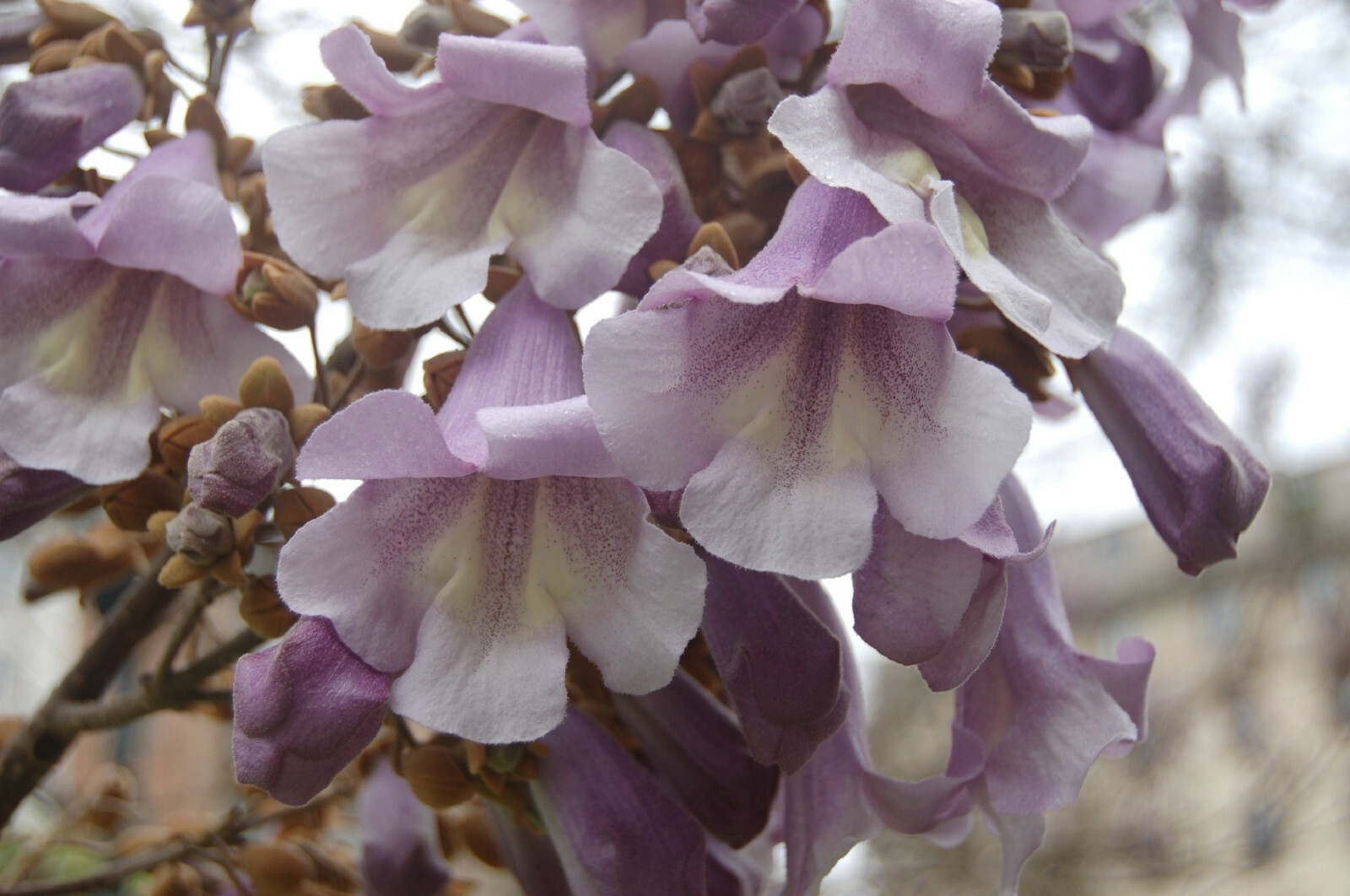 100+ Royal Empress Tree Seeds (Paulownia tomentosa) Purple Flowers, Fast Growing