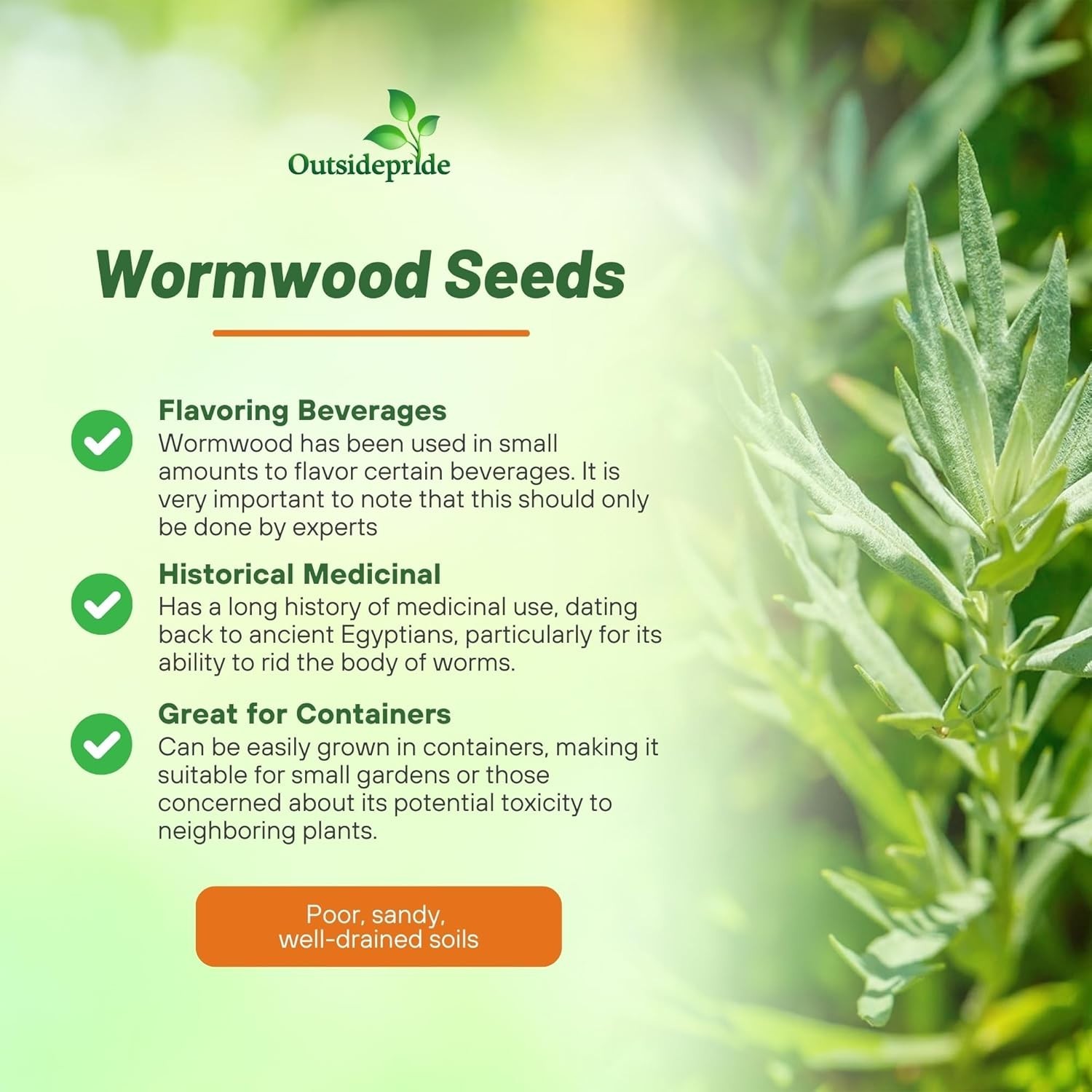 Low-Maintenance Wormwood Seeds – 5000 Pcs for Wildlife-Friendly Gardens