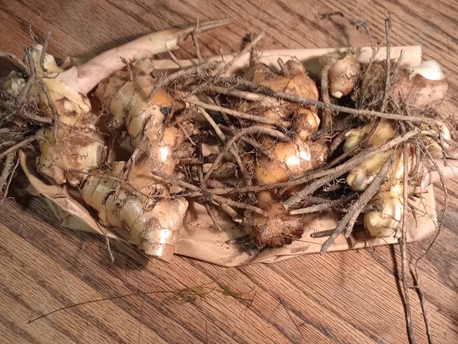 4 Large And Mature Shampoo Ginger Rhizomes, Awapuhi, Zingiber zerumbet