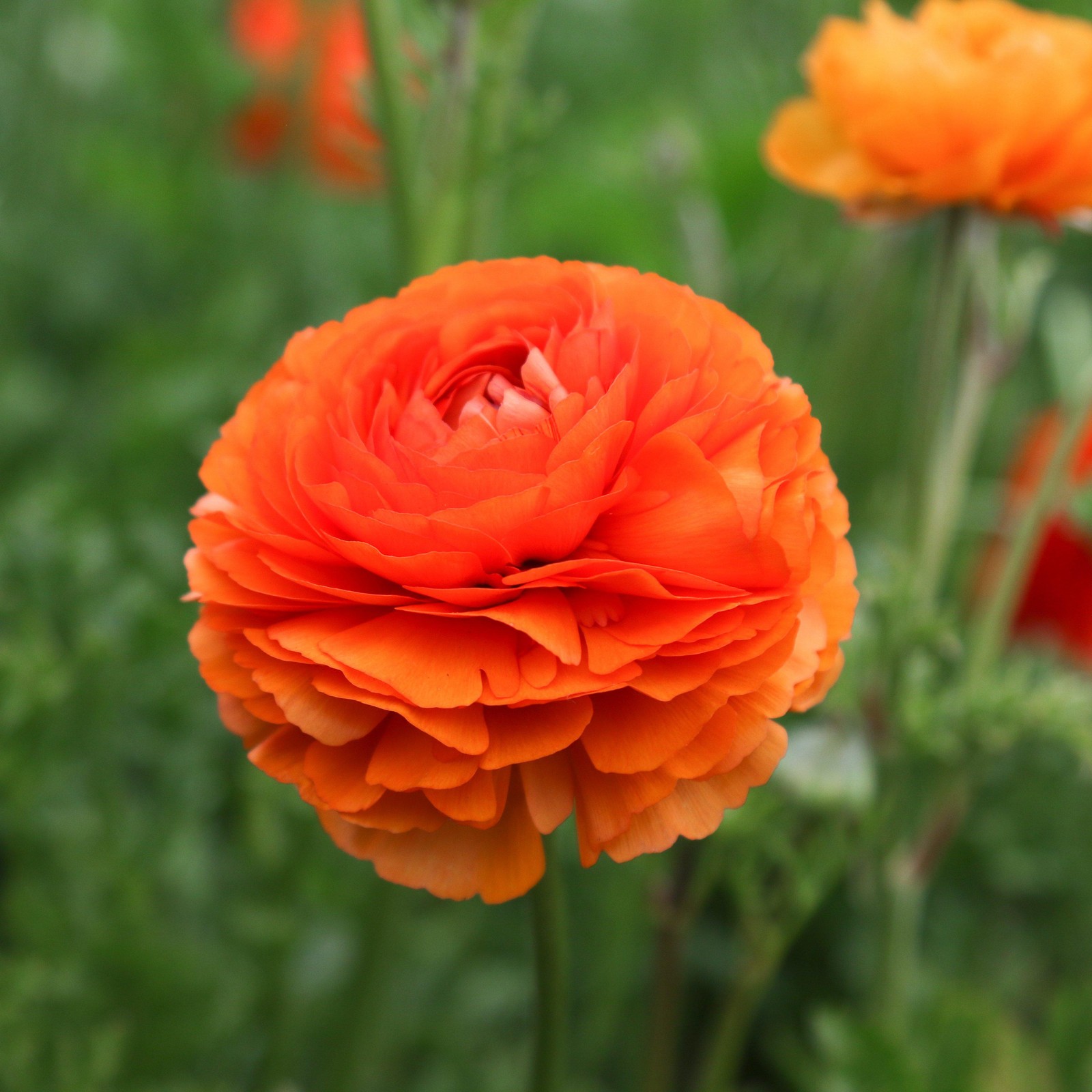Easy to Grow Ranunculus Buttercup Sunset 10 Plant Bulbs, Spring Flowers