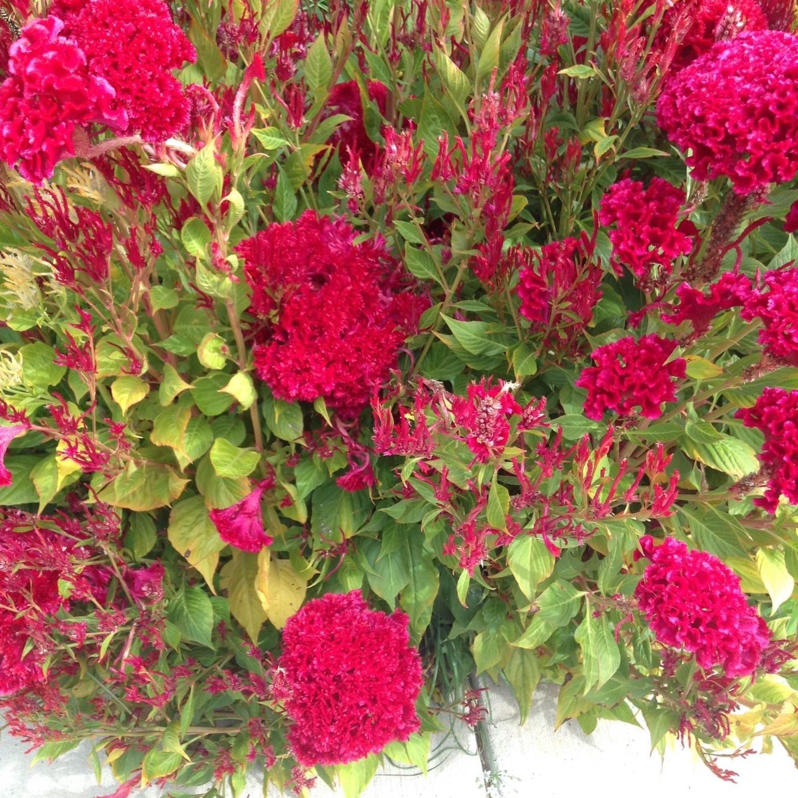 100 Plumed Celosia Crested Cockscomb Seeds for 2024 Beautiful Garden Flowers