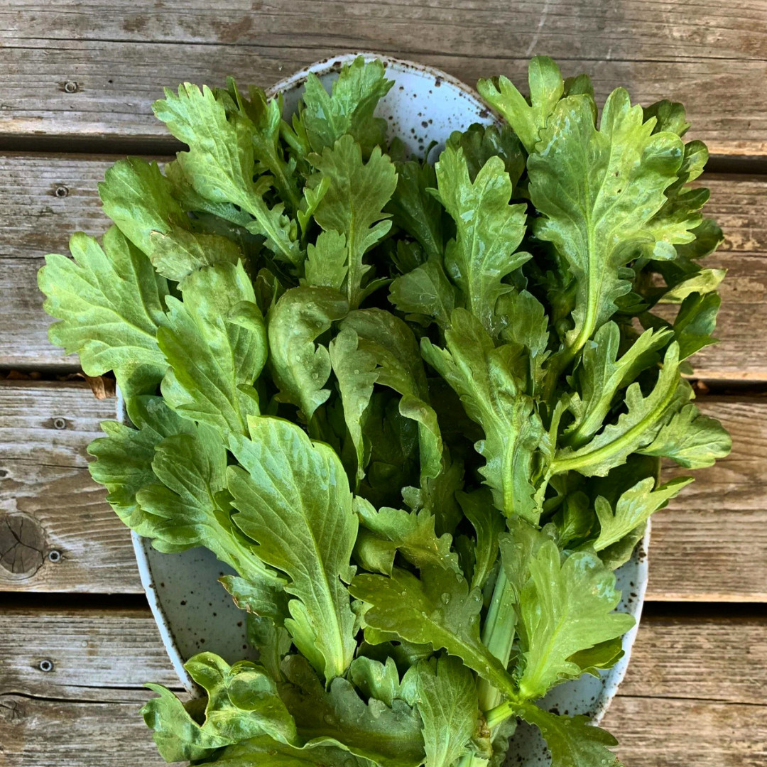 Fresh Chrysanthemum Greens Seeds | Tong Hao | Heirloom Non-GMO | Asian Vegetable