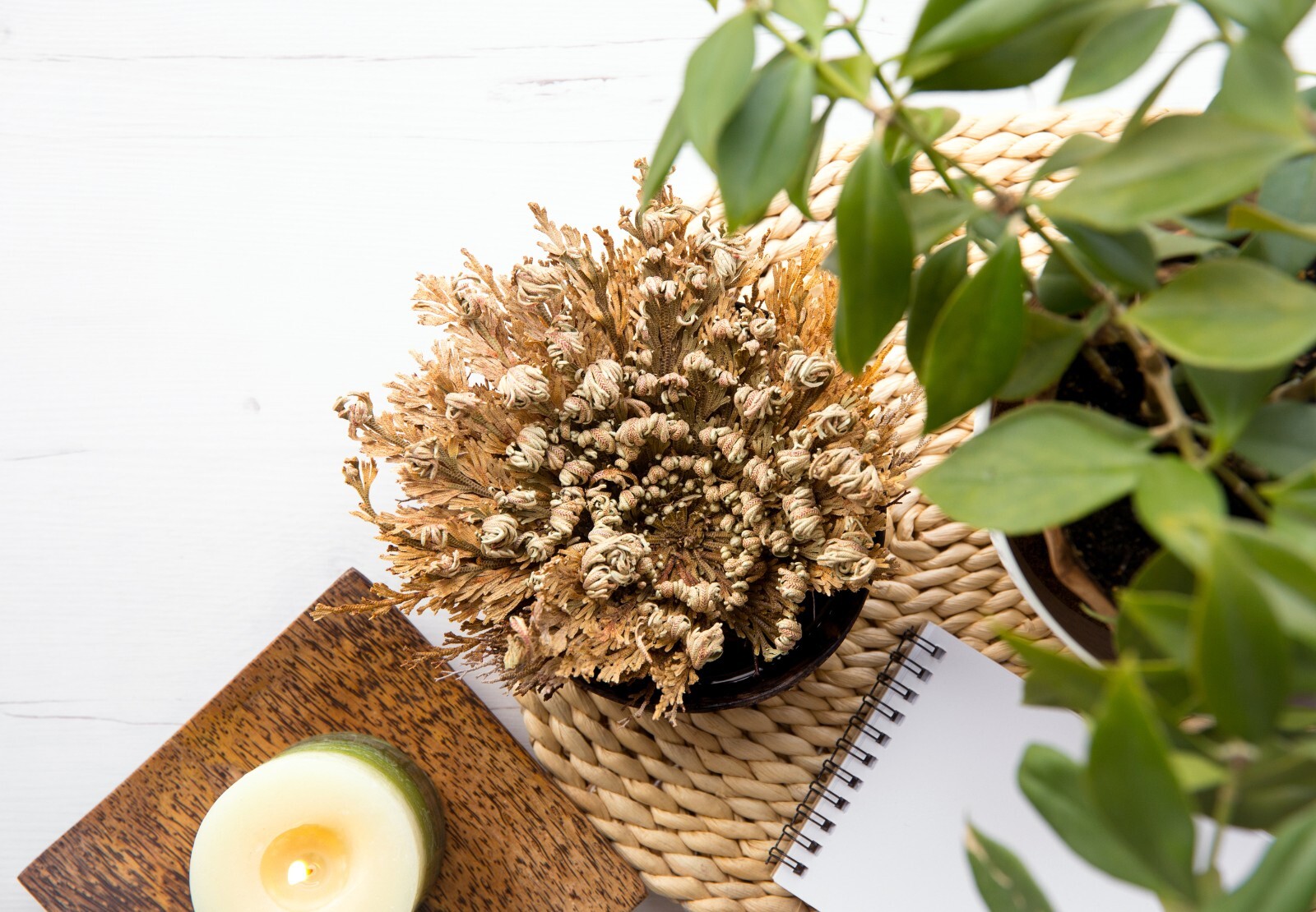 Rose of Jericho Flower Resurrection Rose Flor de Peña Selaginella Lepidoph Plant