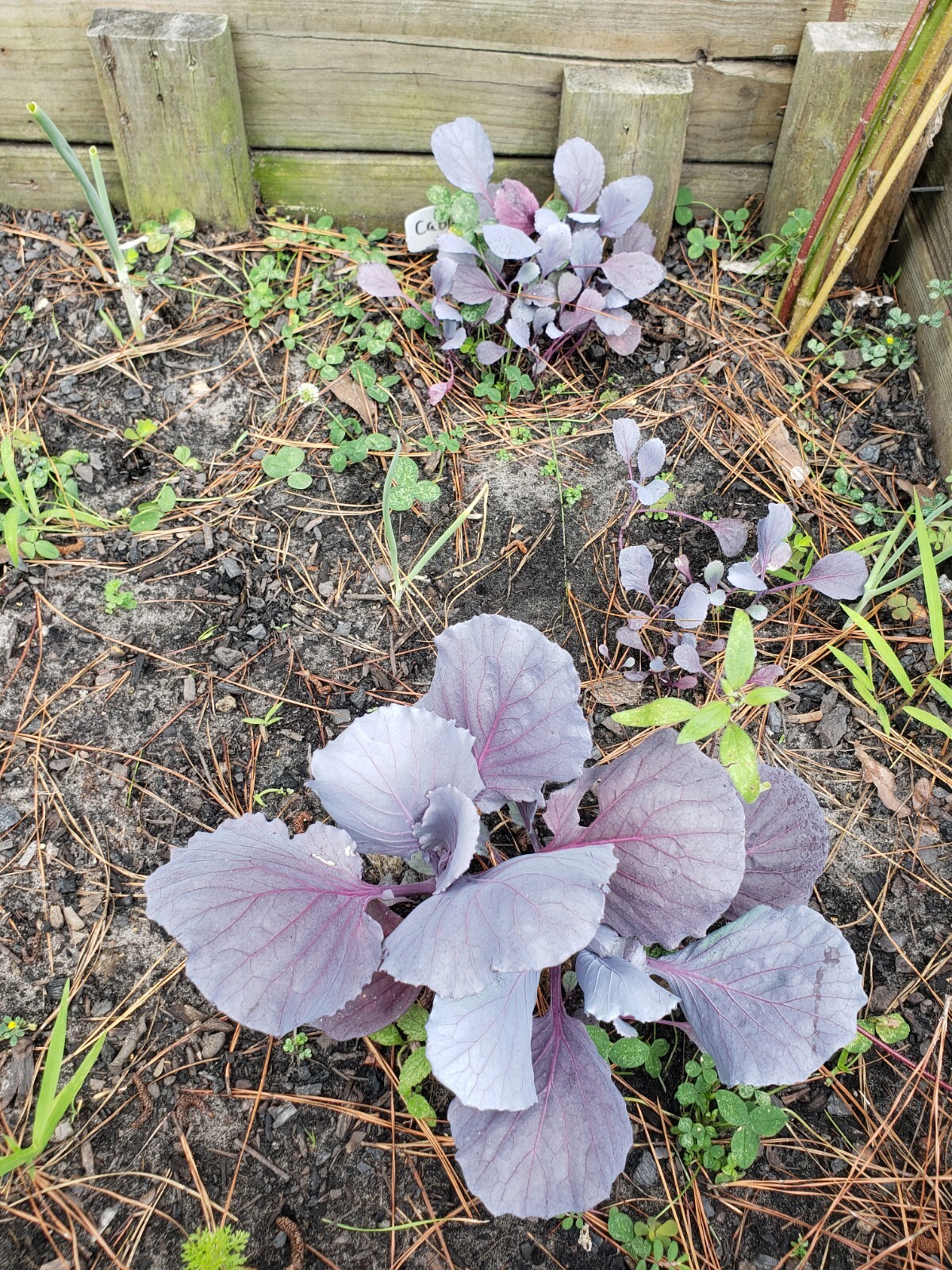 Heirloom, Open Pollinated, Non GMO Garden Seeds