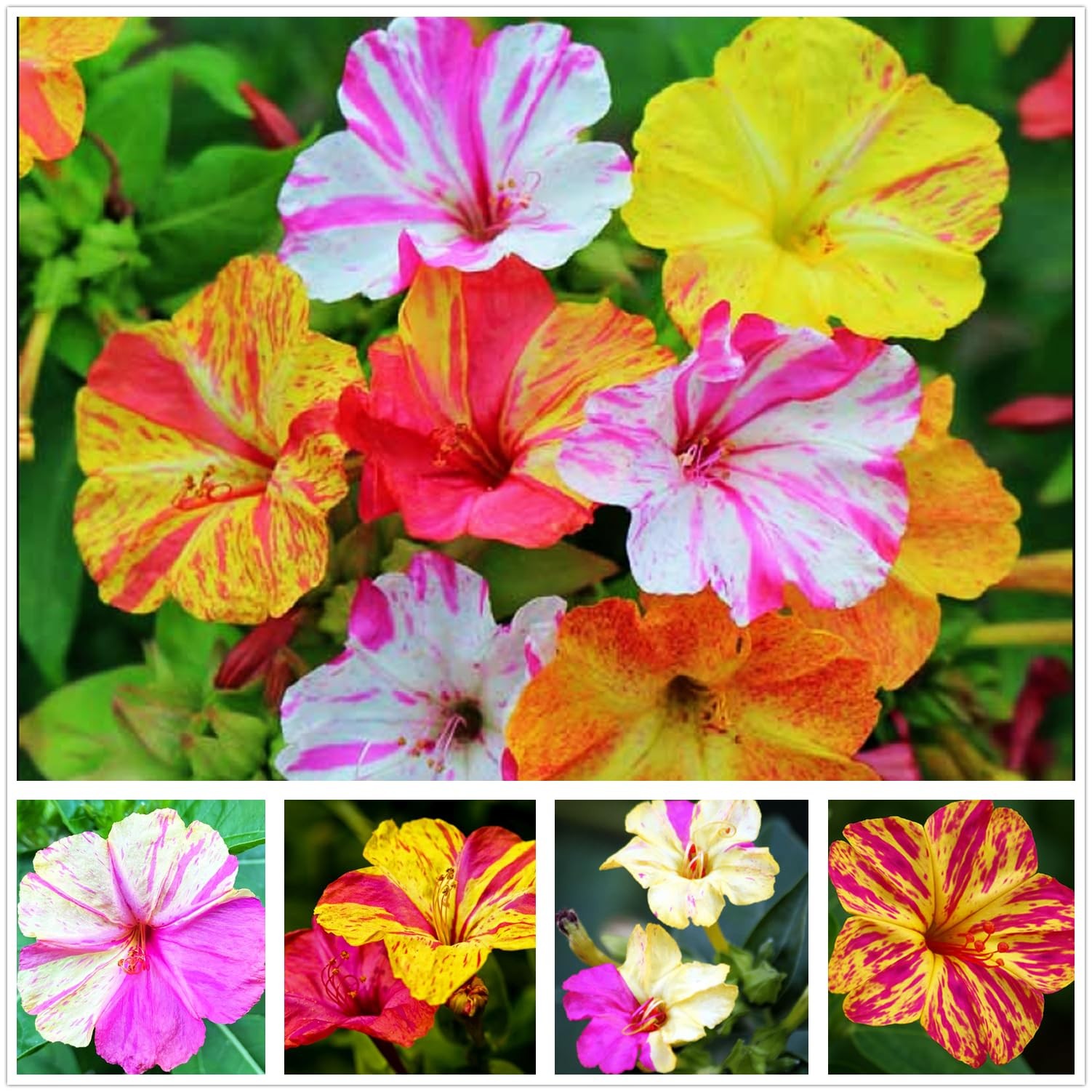 Mixed Four O Clock Seeds – Broken Colors 50 Pcs Mirabilis Jalapa