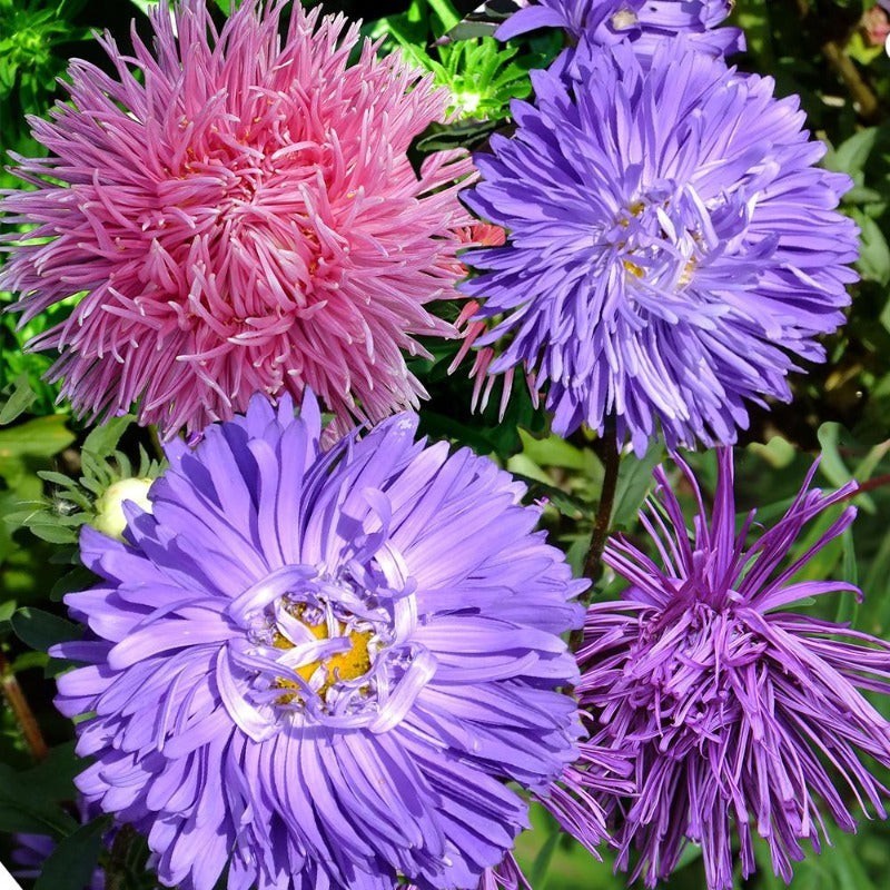 800 Crego Mixture Aster Seeds | NON-GMO | Heirloom | Fresh Flower Seeds