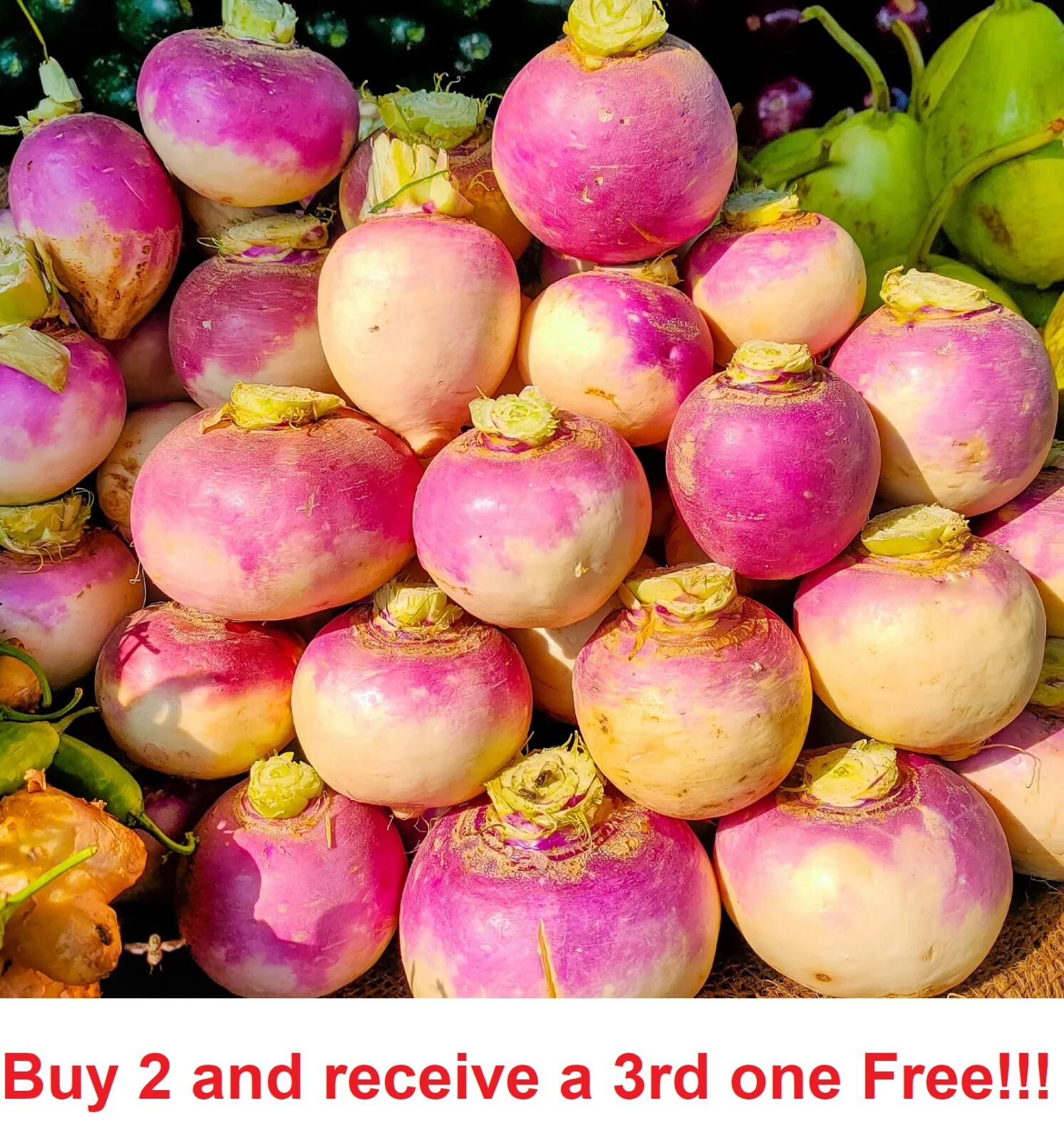 Purple Top Turnip Seeds Non-GM 7500 seeds