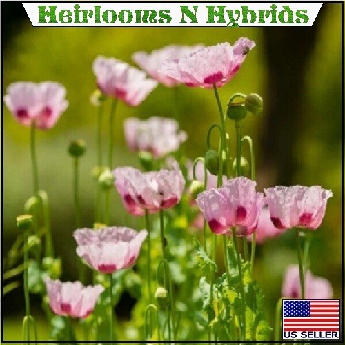 10,000 Stratified Turkish P Somniferum Organic Hashas Poppy Seeds For Planting