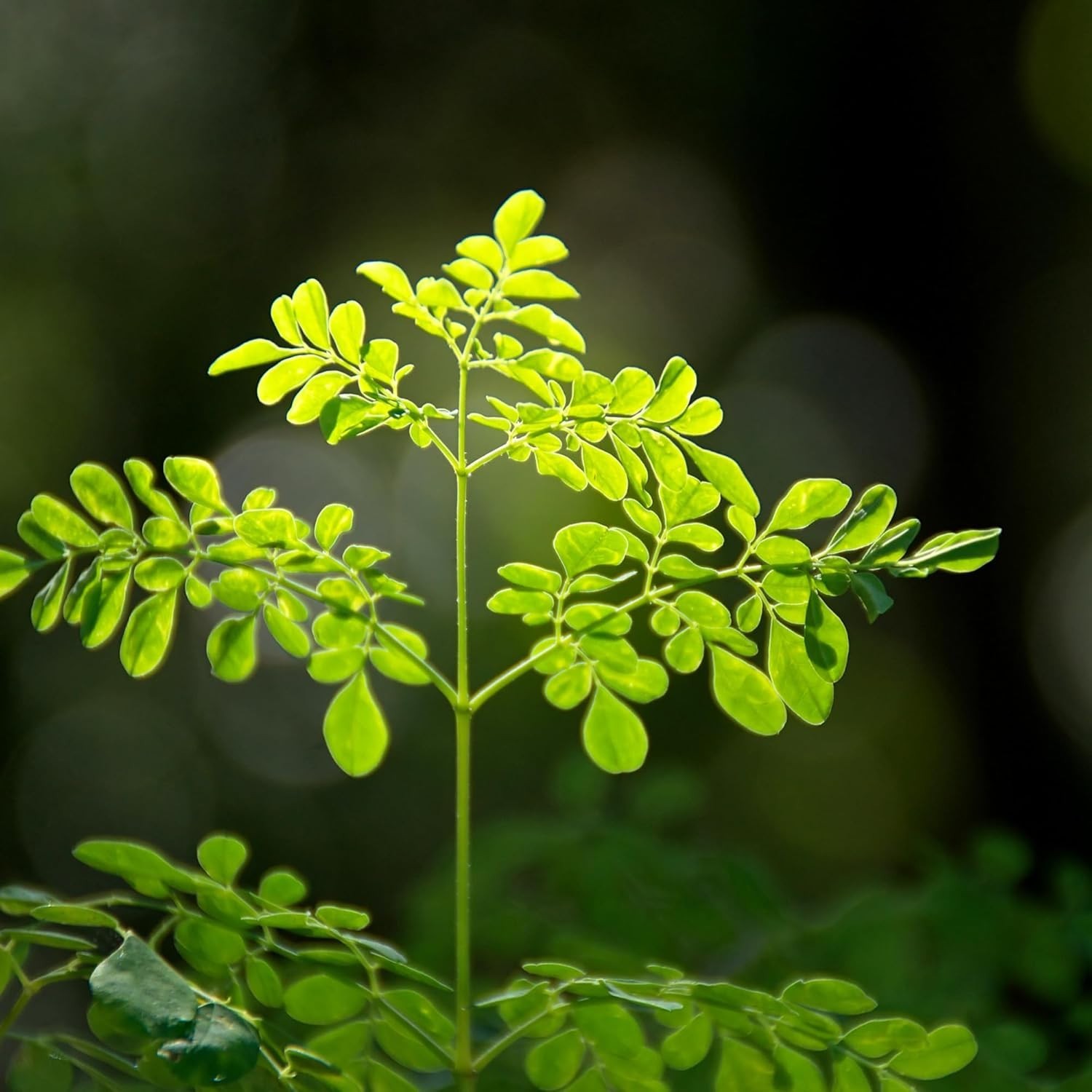 Grow Moringa Oleifera Seeds – Low Maintenance, 30 Seeds for Lush Gardening