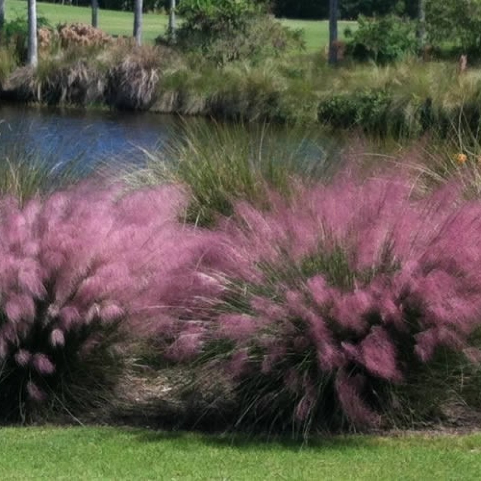 Pink Muhly Grass Muhlenbergia Capillaris 10 Seeds Free Shipping!