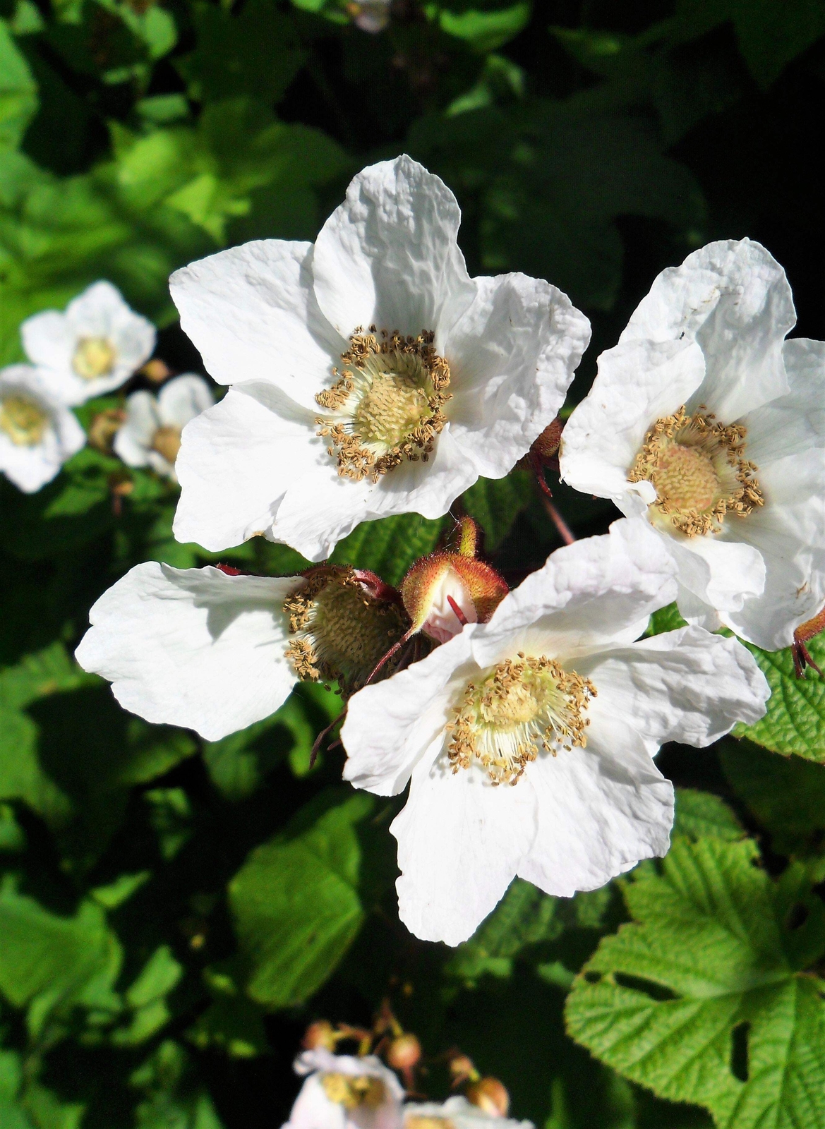 50 THIMBLEBERRY Rubus Parviflorus Red Berry Fruit Native Sun Shade Shrub Seeds